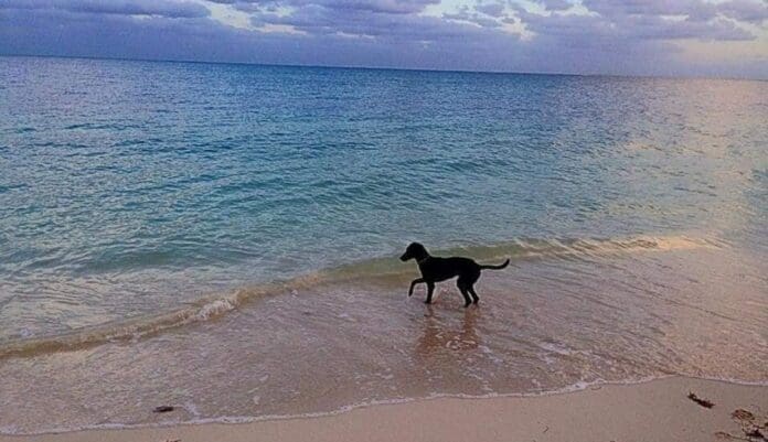 Playa del Carmen va a tener su costa pet friendly. Estará lista en un mes aproximadamente. Será El Recodo.