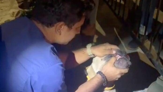 Entre 6 y 12 meses de prisión podría recibir presunto responsable de maltrato animal en Playa del Carmen