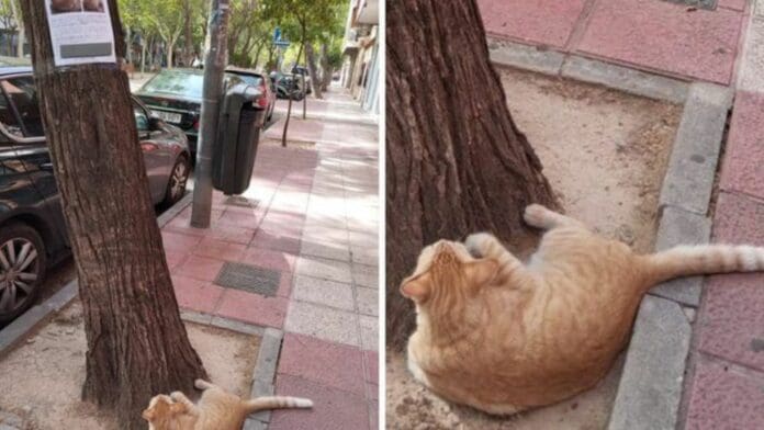 Hombre encuentra a gatito perdido mientras veía su propio cartel de 