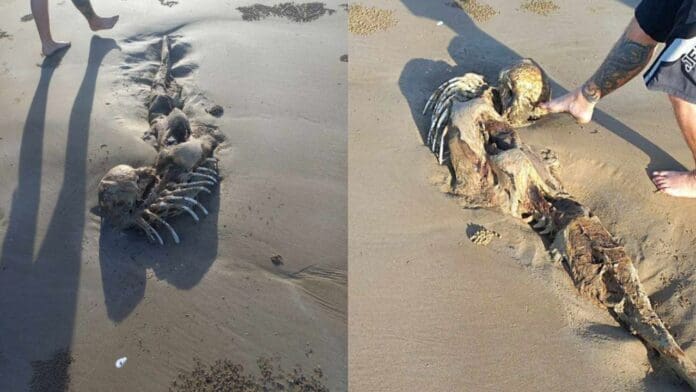 Hallan restos de una criatura misteriosa parecida a una 