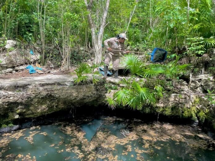 Un cenote que se ubica cerca de la playa Caletita de Cozumel tiene problemas de contaminación. Le vertieron varios litros de aceite.