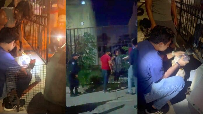 Cero tolerancia al maltrato animal en Solidaridad