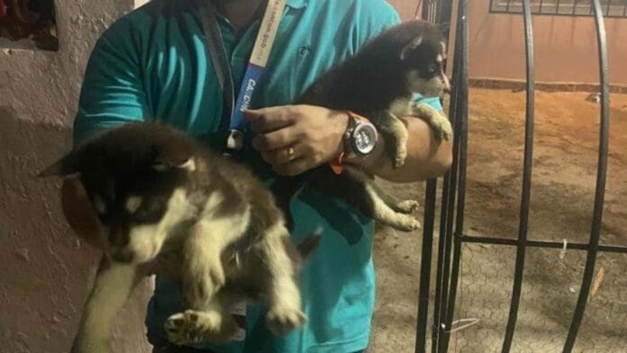 Rescatan a una perra con sus cachorritos en Cancún; posible caso de maltrato animal