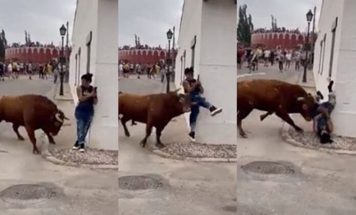 VIDEO Mujer recibe fuerte cornada de un toro mientras ella estaba en el celular