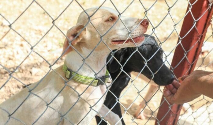 El gobierno de Lili Campos ha inaugurado el nuevo Centro de Bienestar Animal (Cebiam) de Playa del Carmen.