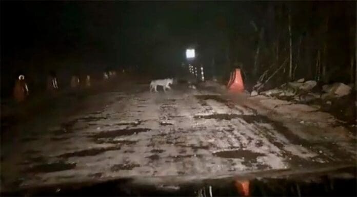 Captan a jaguar deambulando entre las obras del Tren Maya