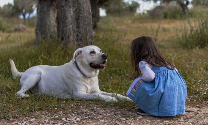 Un sujeto le dio un balazo a una niña de 8 años cuando intentó defender a su perrito en Ensenada