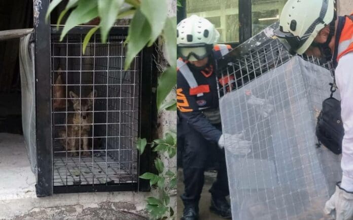 Rescatan a un zorro suelto dentro del Metro CDMX