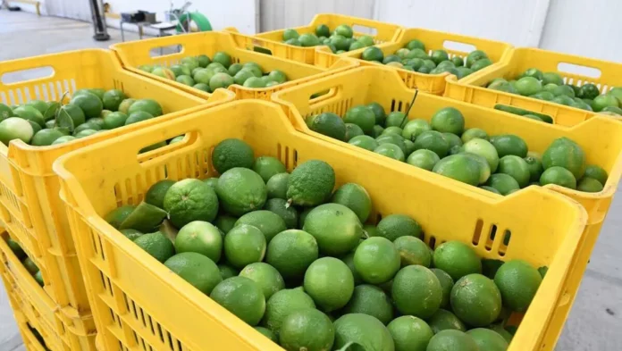 Gobierno de Michoacán presenta denuncia por extorsión a productores de limón