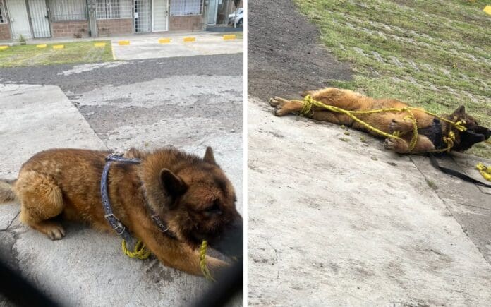 Fiscalía busca agresores de 'Kuko', perro guía torturado y asesinado en Edomex