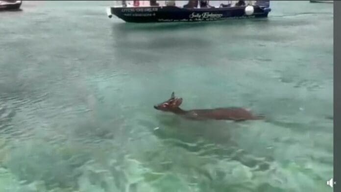 Bambi, ahí no es: rescatan a venado en mar abierto en Cozumel