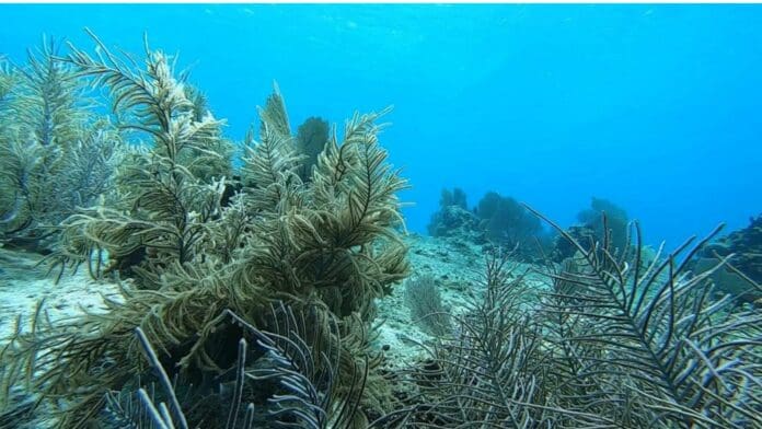 Denuncian daño al fondo marino ante posible construcción de megaproyecto 