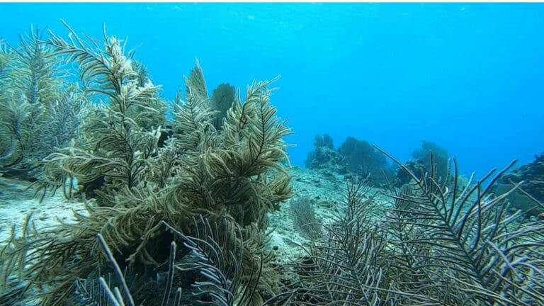 Denuncian daño al fondo marino ante posible construcción de megaproyecto "Kaxna" en Cozumel