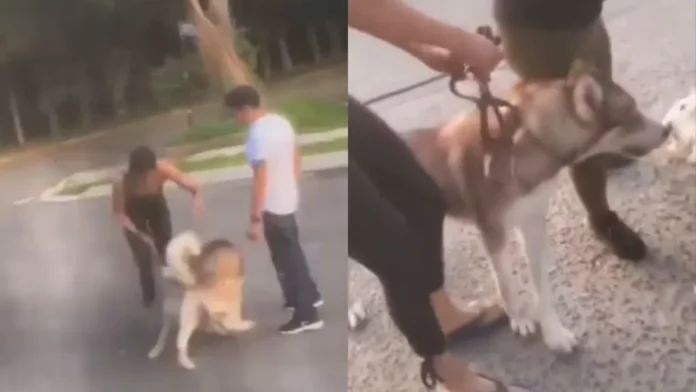 Mujer ordena a su Husky matar a otros perros
