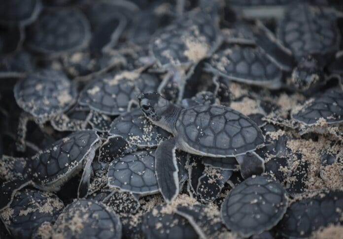 Contabilizan más de mil nidos de tortugas en litorales de Playa del Carmen