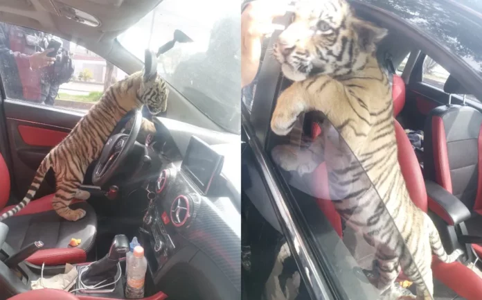 Hombre se pasea con un tigre de bengala en “Neza”, fue detenido