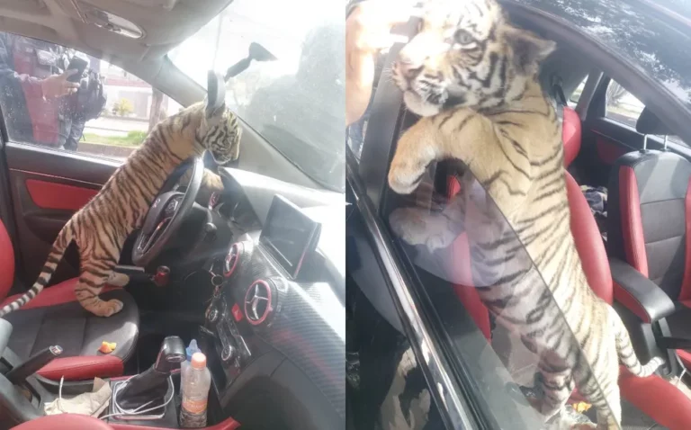 Hombre se pasea con un tigre de bengala en “Neza”, fue detenido