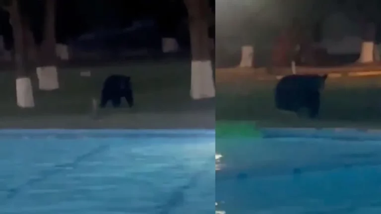 VIDEO Oso negro ingresa a alberca de club en Monterrey