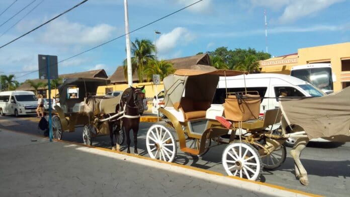 Tras tres meses paradas, reanudan labores calesas de Cozumel gracias a amparo federal