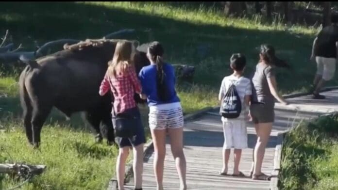 VIDEO: Bisonte hace correr a un grupo de turistas en el Parque Nacional de Yellowstone