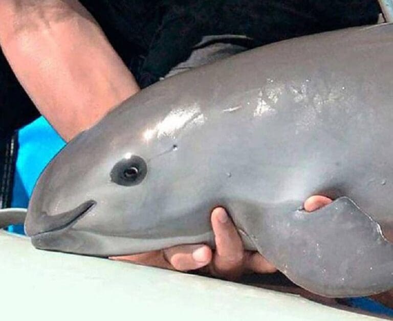 Emiten primera Alerta de Extinción internacional por vaquita marina