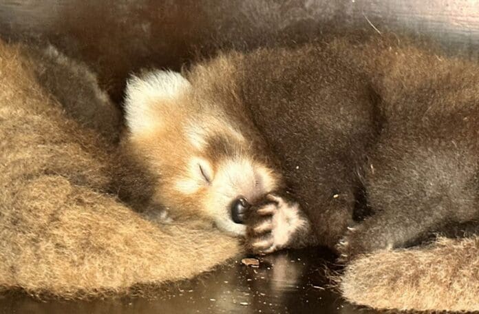 Nacen dos pandas rojos, una especie en peligro de extinción