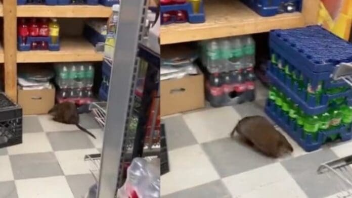 Captan a una rata gigante en una tienda de alimentos en Nueva York