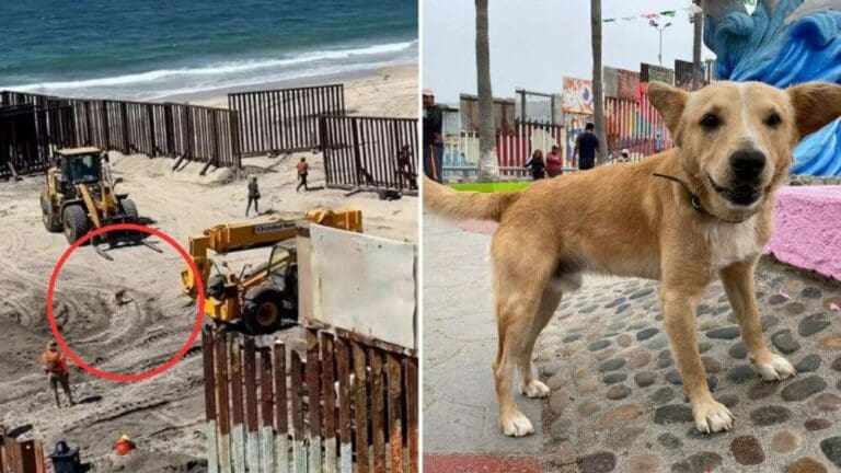 ‘Deportan’ al perro que cruzó la frontera de México a EE.UU.