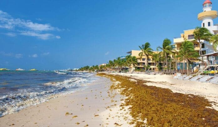 Hoteleros encabezan lucha para mitigar grave problema del sargazo en el Caribe Mexicano
