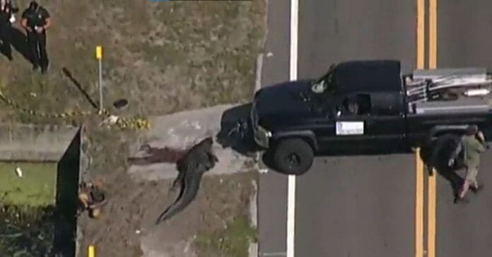 Mujer es devorada por un caimán en Florida