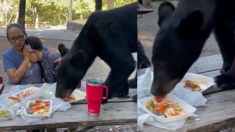 VIDEO: Oso se sube a mesa y devora el almuerzo de una familia en parque de Nuevo León