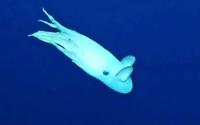 Captan a pulpo 'Dumbo' flotando en aguas profundas