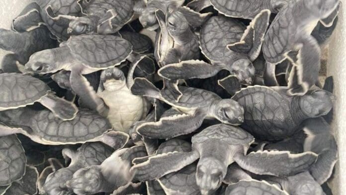 Más de 55 mil tortugas han sido liberadas este 2023 en Playa del Carmen durante la actual temporada que concluye el otro mes.