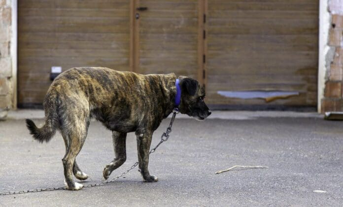 Arrestan a supuesta rescatista de animales por maltratar y tener perros muertos en el congelador