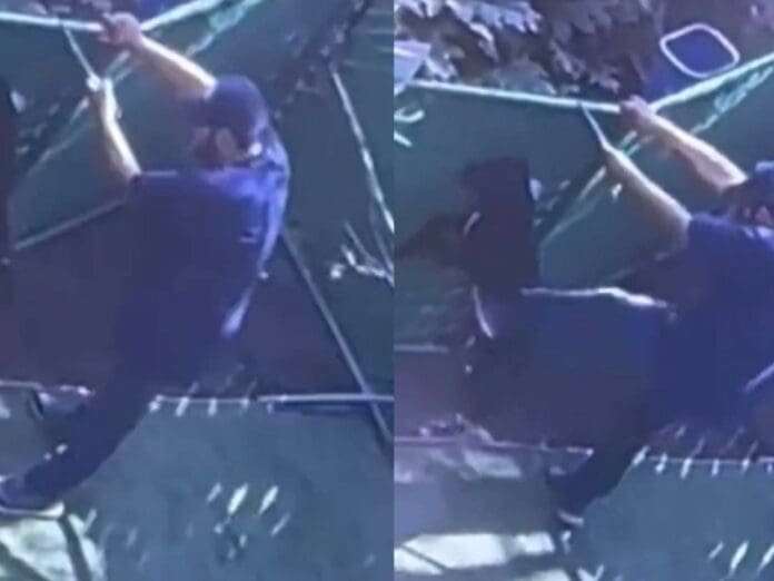 VIDEO: Exhiben maltrato animal en hotel para perros 