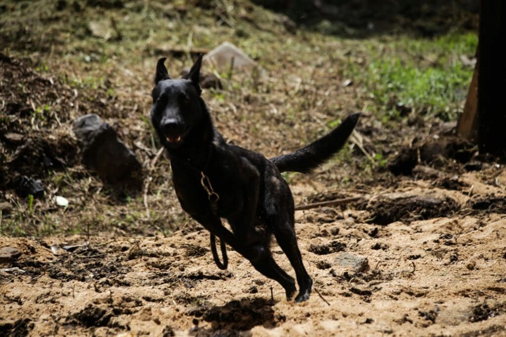 Próximos héroes fotógrafo de mascotas capta a perritos rescatistas