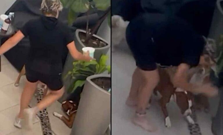 Rescatan a 2 pitbull que eran golpeados por una mujer en CDMX