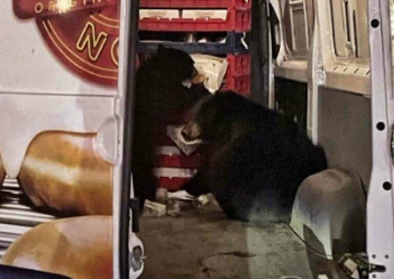 VIDEO: Osa y su cachorro asaltan un camión de donas en Alaska