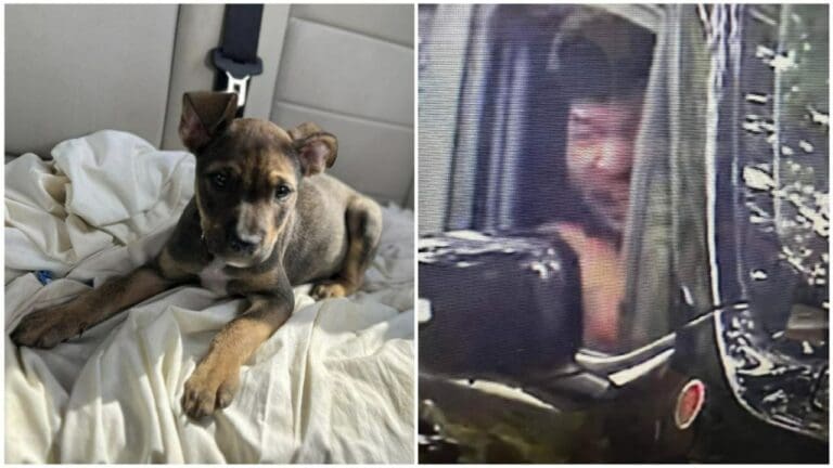 Avientan violentamente a perrito desde camioneta frente a refugio de animales