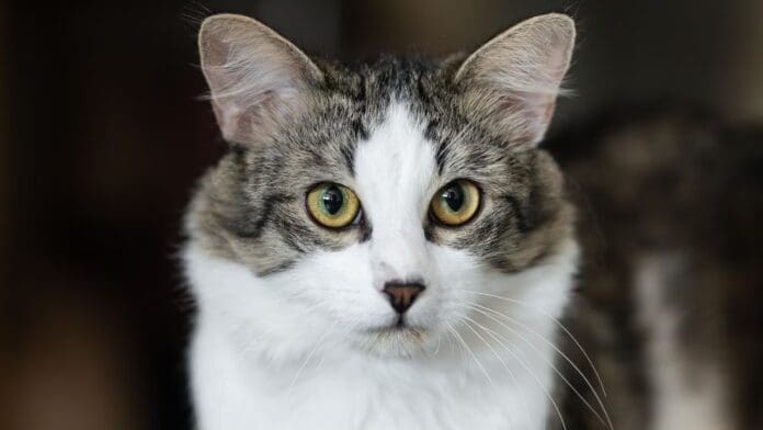 VIDEO Un anciano logra rescatar a su gato de los escombros en Marruecos