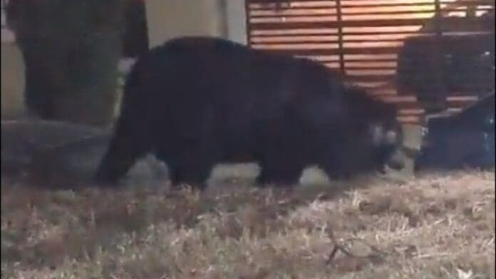 VIDEO: Captan a oso enorme en zona fifi de Monterrey