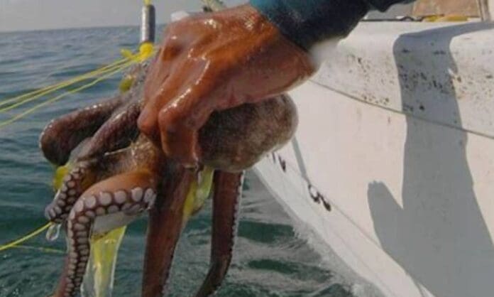 El Gobierno de Mara Lezama contribuye para lograr la Denominación de Origen o Indicación Geográfica del Pulpo Maya