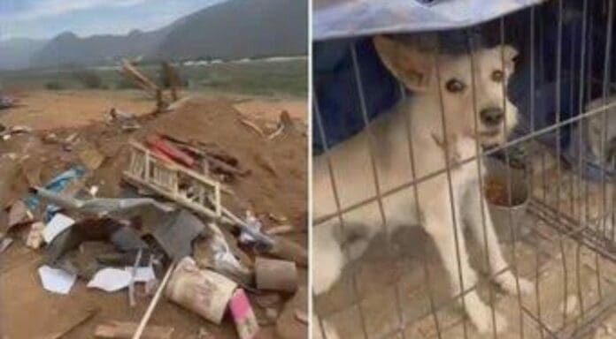 Hasta 19 perros y 3 gatos murieron luego de que con maquinaria derribaran un albergue con los animales dentro de sus jaulas.