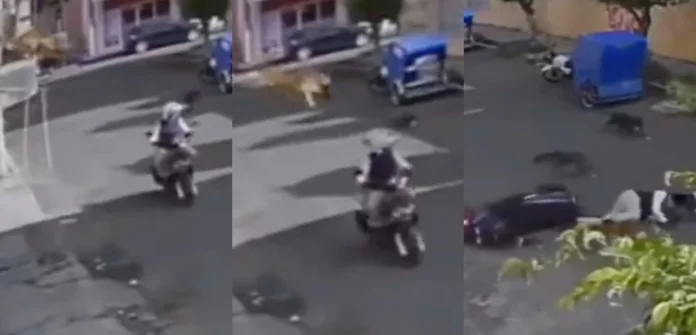 Perro taclea a motociclista aventándose de la azotea