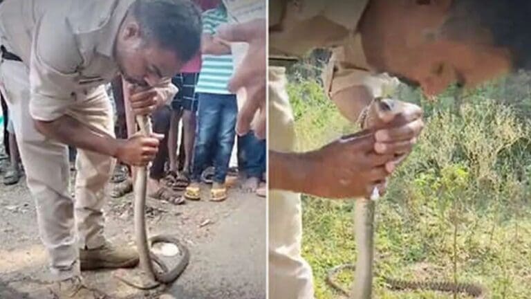 Un policía de la India da el 'beso de la vida' a una serpiente intoxicada con pesticidas