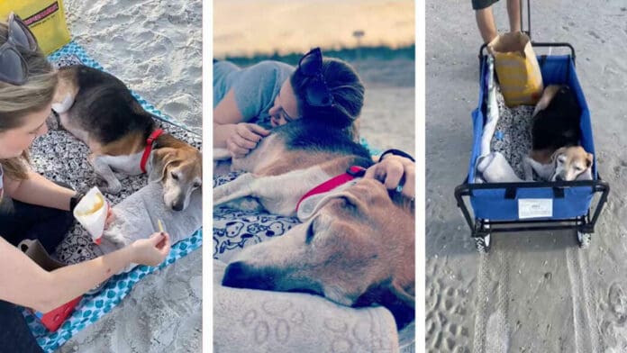 Video Familia se despide de su perrito con emotivo paseo por la playa