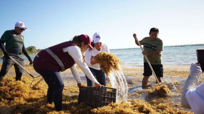 Más de 22 mil toneladas de sargazo se recogieron en las costas de la entidad durante la temporada 2023 que acaba de concluir.