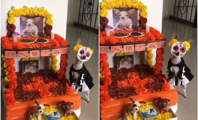 Perrita disfrazada de catrina conmueve a todos en TikTok