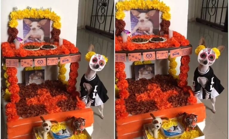 Perrita disfrazada de catrina conmueve a todos en TikTok