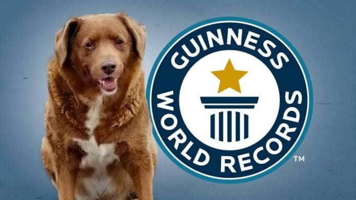 Bobi, el perro más longevo que ganó un Guinness World Records, falleció en Portugal